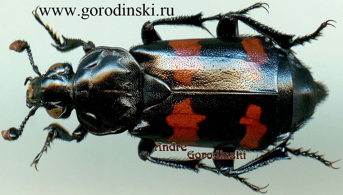 http://www.gorodinski.ru/silphidae/Nicrophorus semenowi.jpg